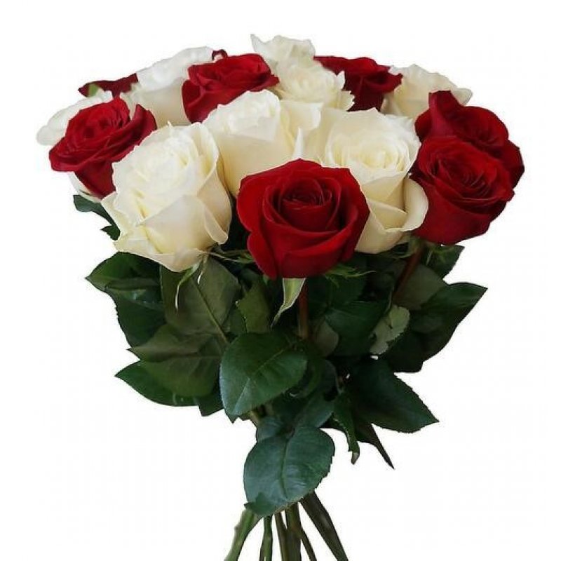 Букет из 15 красно-белых роз Голландия (Эквадор)