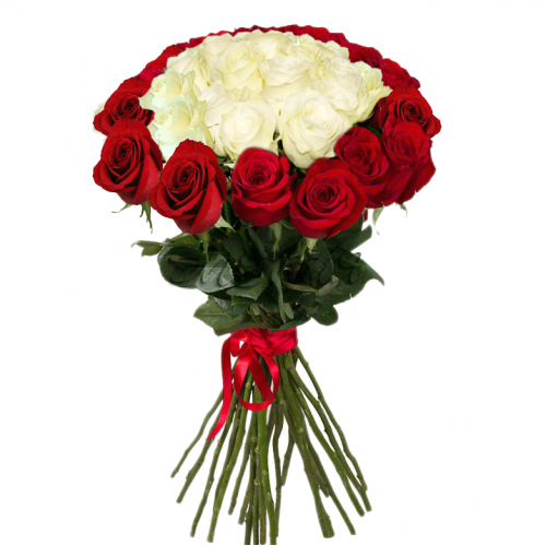 Букет 25 красно-белых роз (Чувства)